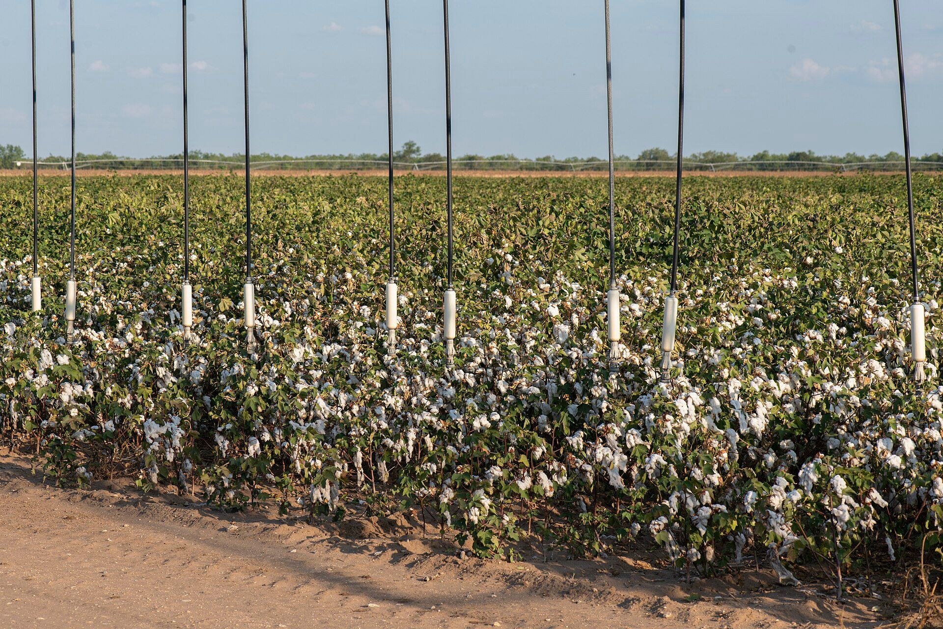 Rows of cotton plants with open white bolls under the hanging sprinklers of a pivot irrigation system