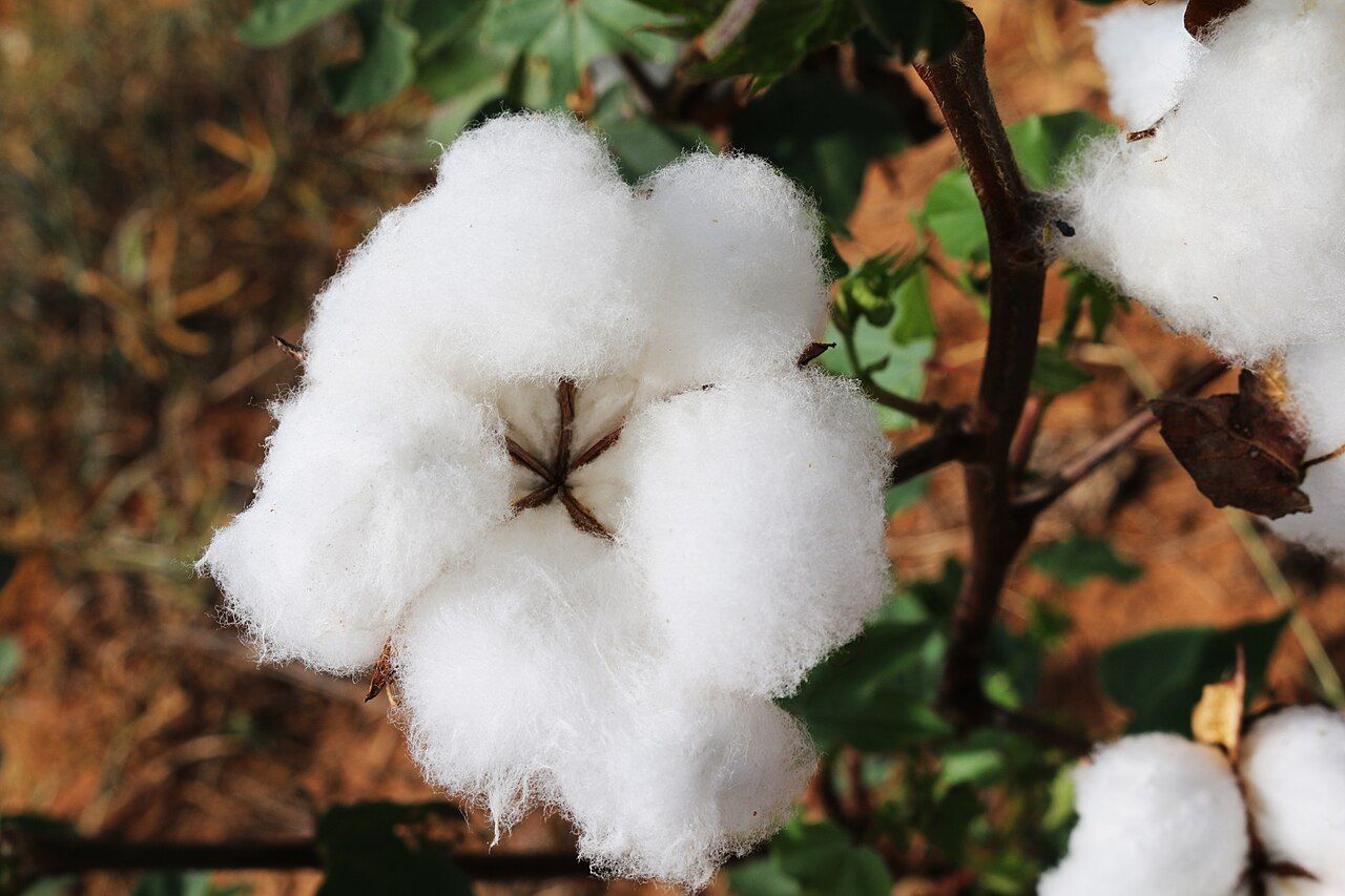 Close-up of an open cotton boll on the plant, the white fiber split into four locks around the dried bur
